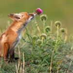 Little Red Fox near his hole sniffs a red flower.
