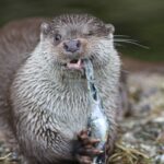 7040148 - close up of a otter feeding