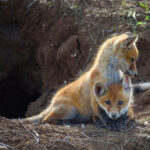 Two young Fox playing near his hole.