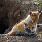 Two young red Fox playing near his hole.