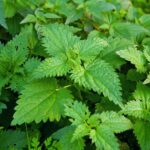 17438639 - stinging nettle or common nettle, urtica dioica, perennial flowering plant