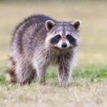 Raccoon standing on green grass in middle of field in county park