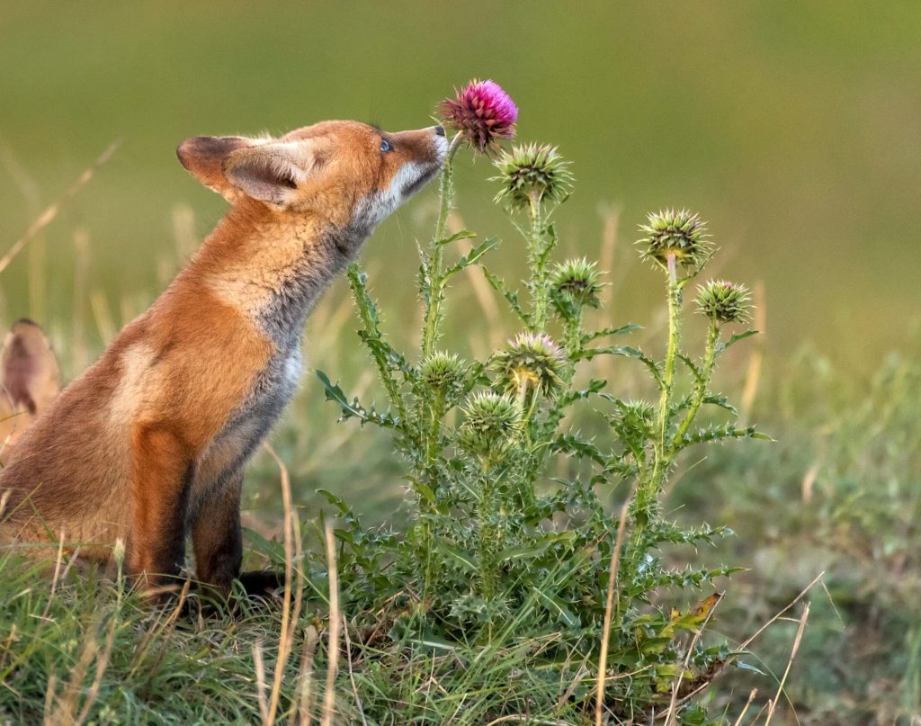 Little Red Fox near his hole sniffs a red flower.